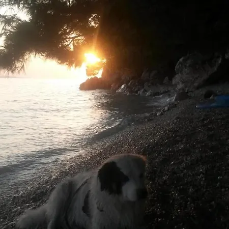 Dora ماكارسكا