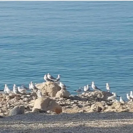 Dora 마카르스카